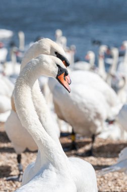 Büyük bir dilsiz kuğu sürüsü göl kenarında toplanıyor. Kuğu rengi.