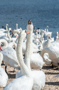 Büyük bir dilsiz kuğu sürüsü göl kenarında toplanıyor. Kuğu rengi.