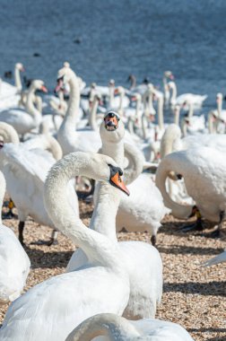 Büyük bir dilsiz kuğu sürüsü göl kenarında toplanıyor. Kuğu rengi.