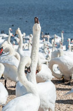 Büyük bir dilsiz kuğu sürüsü göl kenarında toplanıyor. Kuğu rengi.