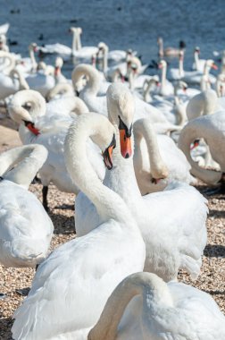 Büyük bir dilsiz kuğu sürüsü göl kenarında toplanıyor. Kuğu rengi.
