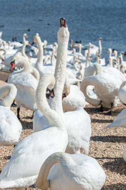 Büyük bir dilsiz kuğu sürüsü göl kenarında toplanıyor. Kuğu rengi.