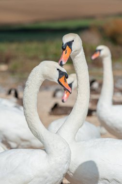 Büyük bir dilsiz kuğu sürüsü göl kenarında toplanıyor. Kuğu rengi.