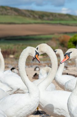 Büyük bir dilsiz kuğu sürüsü göl kenarında toplanıyor. Kuğu rengi.