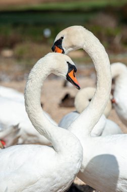 Büyük bir dilsiz kuğu sürüsü göl kenarında toplanıyor. Kuğu rengi.