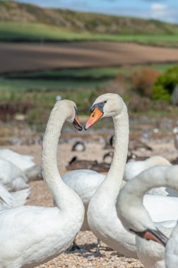 Büyük bir dilsiz kuğu sürüsü göl kenarında toplanıyor. Kuğu rengi.