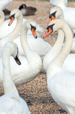 Büyük bir dilsiz kuğu sürüsü göl kenarında toplanıyor. Kuğu rengi.