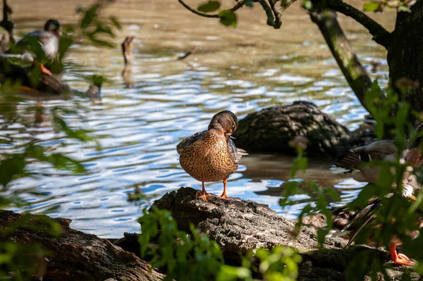 Canard Colvert Femelle Tient Sur Les Rives Lac Dans Faible — Photo