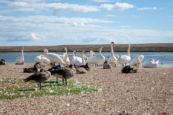 Büyük bir dilsiz kuğu sürüsü göl kenarında toplanıyor. Kuğu rengi.