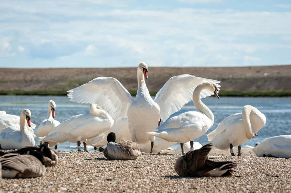 Arka planda bir kuğu kanatlarını açıyor. Büyük bir dilsiz kuğu sürüsü gölde toplanıyor. Kuğu rengi.