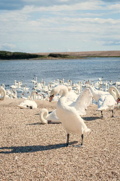 Kuğu tüyü tüy döker ve altı hafta boyunca uçamaz. Dilsiz kuğu sürüsü gölde toplanıyor. Kuğu rengi.