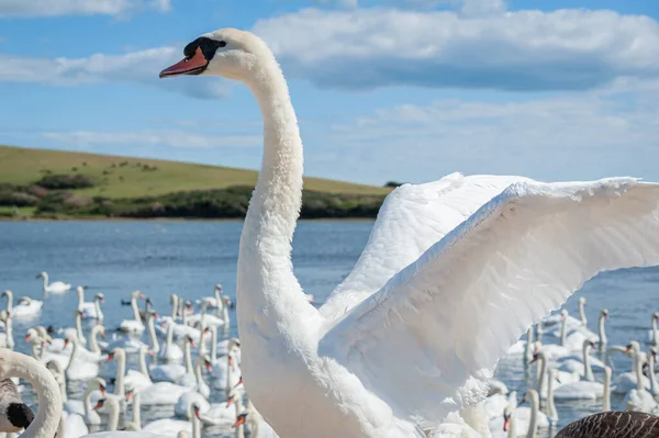 Arka planda bir kuğu kanatlarını açıyor. Büyük bir dilsiz kuğu sürüsü gölde toplanıyor. Kuğu rengi.
