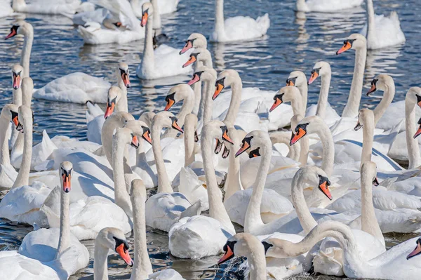 Dilsiz kuğu sürüsü gölde toplanıyor. Güzel ve şaşırtıcı bir manzara yaratıyor. Kuğu rengi.