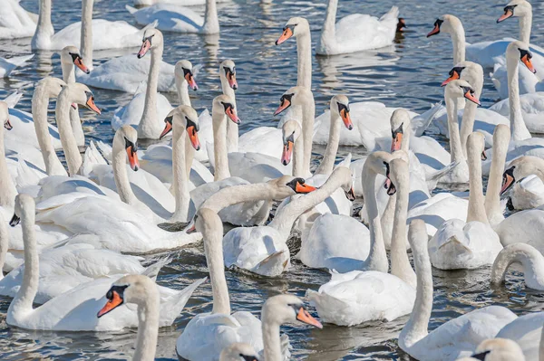 Dilsiz kuğu sürüsü gölde toplanıyor. Güzel ve şaşırtıcı bir manzara yaratıyor. Kuğu rengi.
