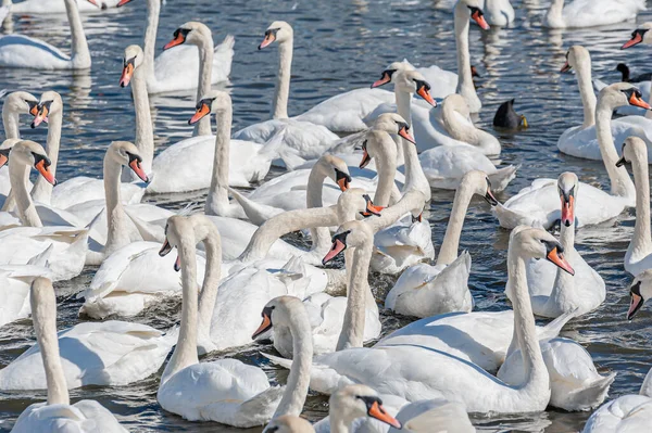 Dilsiz kuğu sürüsü gölde toplanıyor. Güzel ve şaşırtıcı bir manzara yaratıyor. Kuğu rengi.