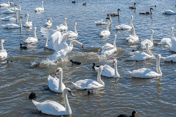 Kuğular arasında kavga ve kovalamaca. Dilsiz kuğu sürüsü gölde toplanıyor. Kuğu rengi.