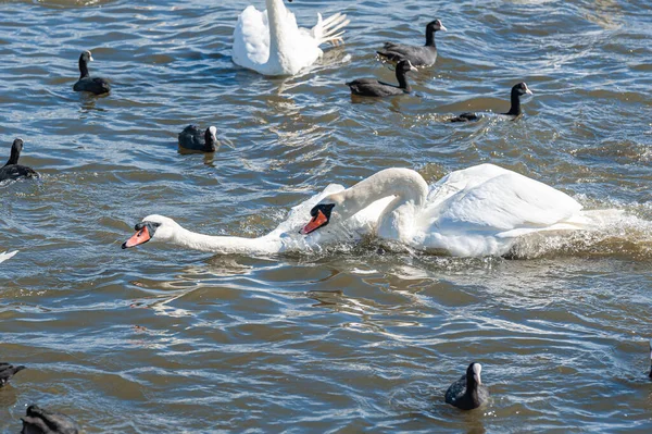 Kuğular arasında kavga ve kovalamaca. Dilsiz kuğu sürüsü gölde toplanıyor. Kuğu rengi.