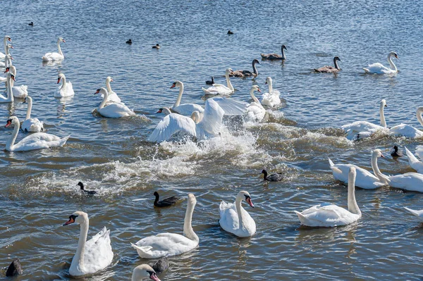 Kuğular arasında kavga ve kovalamaca. Dilsiz kuğu sürüsü gölde toplanıyor. Kuğu rengi.