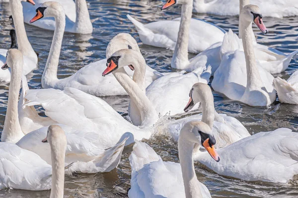Dilsiz kuğu sürüsü gölde toplanıyor. Güzel ve şaşırtıcı bir manzara yaratıyor. Kuğu rengi.