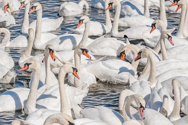 Dilsiz kuğu sürüsü gölde toplanıyor. Güzel ve şaşırtıcı bir manzara yaratıyor. Kuğu rengi.