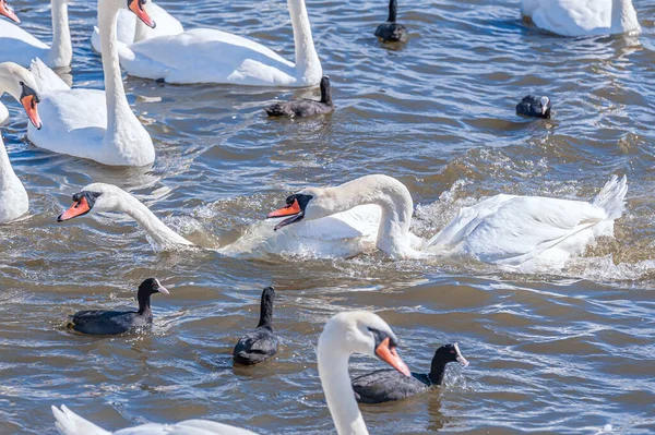 A brawl and chase among swans. A huge flock of mute swans gather on lake. Cygnus olor.