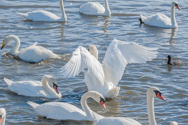 Enorme Bando Cisnes Mudos Reúnem Lago Criando Uma Visão Linda — Fotografia de Stock