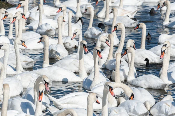 Dilsiz kuğu sürüsü gölde toplanıyor. Gerçekten güzel ve şaşırtıcı bir manzara yaratıyor. Kuğu rengi.