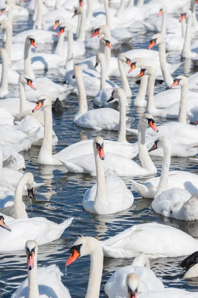 Dilsiz kuğu sürüsü gölde toplanıyor. Gerçekten güzel ve şaşırtıcı bir manzara yaratıyor. Kuğu rengi.