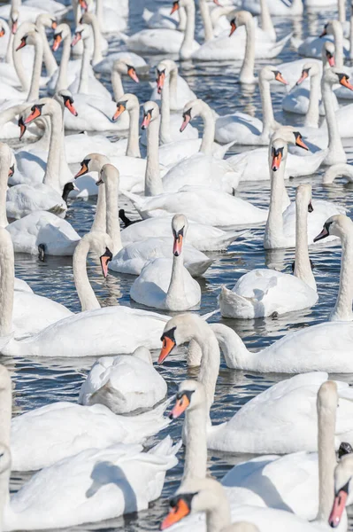 Dilsiz kuğu sürüsü gölde toplanıyor. Gerçekten güzel ve şaşırtıcı bir manzara yaratıyor. Kuğu rengi.