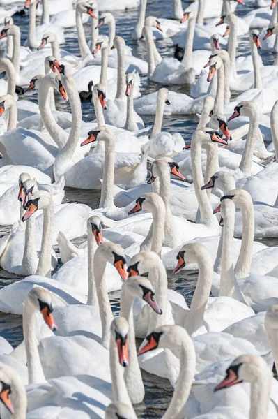 Dilsiz kuğu sürüsü gölde toplanıyor. Gerçekten güzel ve şaşırtıcı bir manzara yaratıyor. Kuğu rengi.