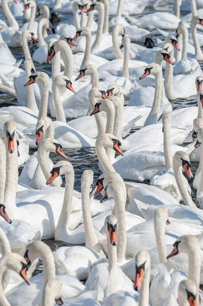 Enorme Bando Cisnes Mudos Reúnem Lago Criando Uma Visão Verdadeiramente — Fotografia de Stock