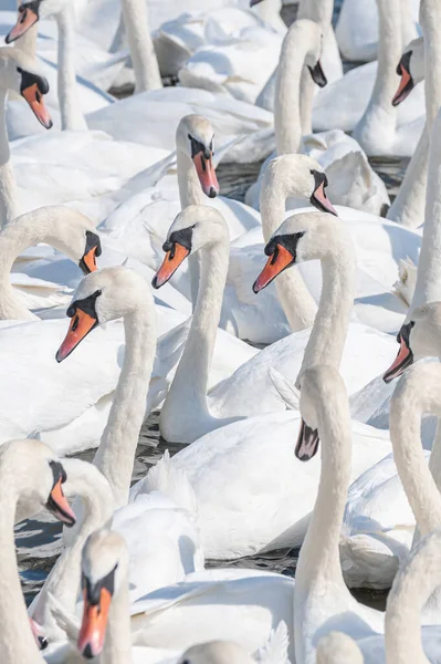 Enorme Bando Cisnes Mudos Reúnem Lago Criando Uma Visão Verdadeiramente — Fotografia de Stock