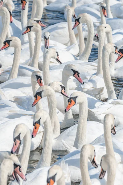 Enorme Bando Cisnes Mudos Reúnem Lago Criando Uma Visão Verdadeiramente — Fotografia de Stock