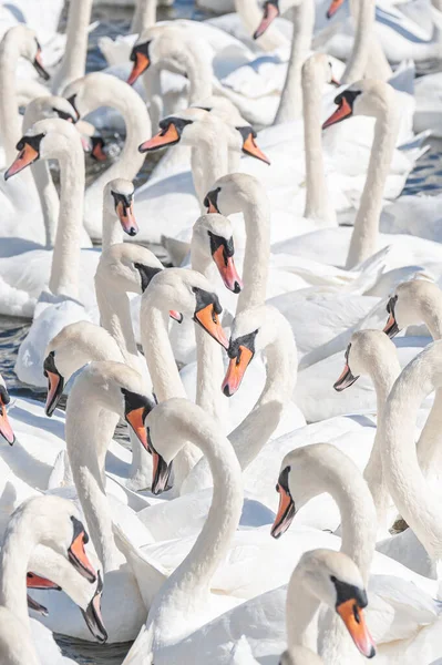 Dilsiz kuğu sürüsü gölde toplanıyor. Gerçekten güzel ve şaşırtıcı bir manzara yaratıyor. Kuğu rengi.