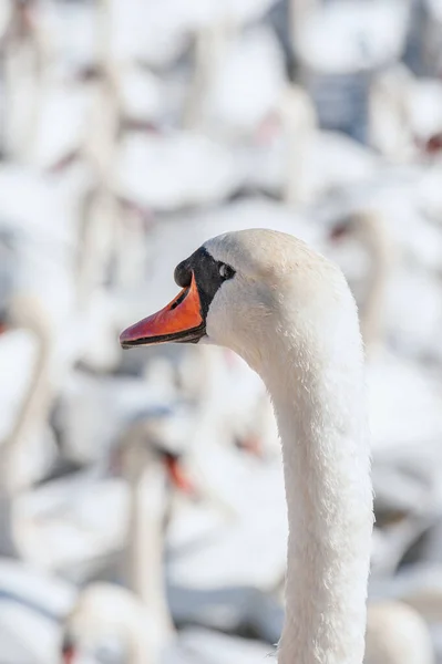 美しく長い白鳥の首 湖にはたくさんのオオハクチョウが集まっています シグナスの色 — ストック写真