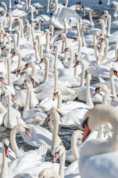 Dilsiz kuğu sürüsü gölde toplanıyor. Gerçekten güzel ve şaşırtıcı bir manzara yaratıyor. Kuğu rengi.