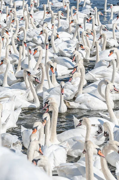 Dilsiz kuğu sürüsü gölde toplanıyor. Gerçekten güzel ve şaşırtıcı bir manzara yaratıyor. Kuğu rengi.