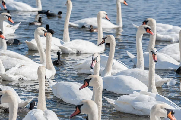 Dilsiz kuğu sürüsü gölde toplanıyor. Gerçekten güzel ve şaşırtıcı bir manzara yaratıyor. Kuğu rengi.