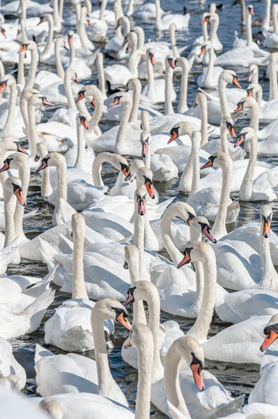 Dilsiz kuğu sürüsü gölde toplanıyor. Gerçekten güzel ve şaşırtıcı bir manzara yaratıyor. Kuğu rengi.