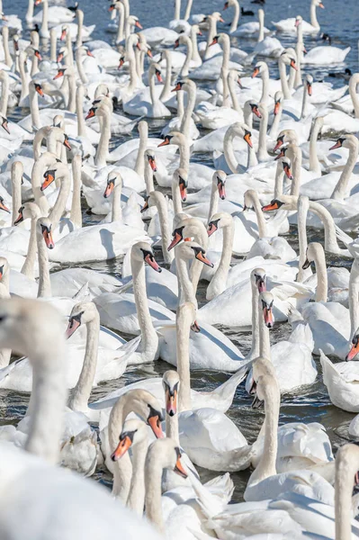 Dilsiz kuğu sürüsü gölde toplanıyor. Gerçekten güzel ve şaşırtıcı bir manzara yaratıyor. Kuğu rengi.