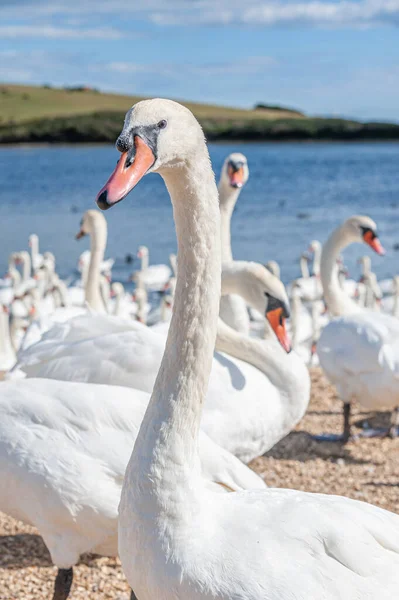 Büyük bir dilsiz kuğu sürüsü göl kenarında toplanıyor. Kuğu rengi.