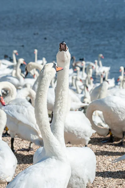 Büyük bir dilsiz kuğu sürüsü göl kenarında toplanıyor. Kuğu rengi.
