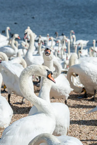 Büyük bir dilsiz kuğu sürüsü göl kenarında toplanıyor. Kuğu rengi.