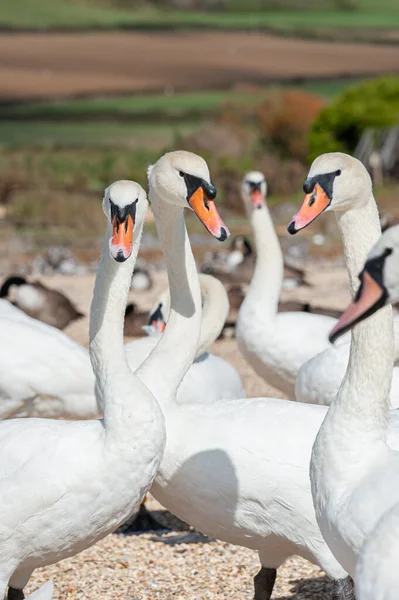 Büyük bir dilsiz kuğu sürüsü göl kenarında toplanıyor. Kuğu rengi.