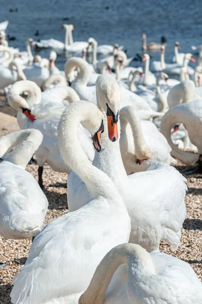Büyük bir dilsiz kuğu sürüsü göl kenarında toplanıyor. Kuğu rengi.
