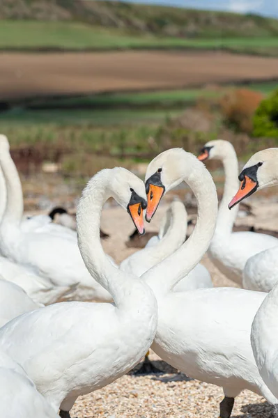 Büyük bir dilsiz kuğu sürüsü göl kenarında toplanıyor. Kuğu rengi.