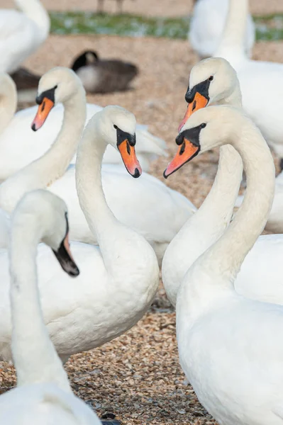 Büyük bir dilsiz kuğu sürüsü göl kenarında toplanıyor. Kuğu rengi.