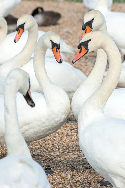 Büyük bir dilsiz kuğu sürüsü göl kenarında toplanıyor. Kuğu rengi.
