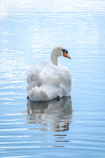 Único Cisne Mudo Nadando Lago Cygnus Olor — Fotografia de Stock