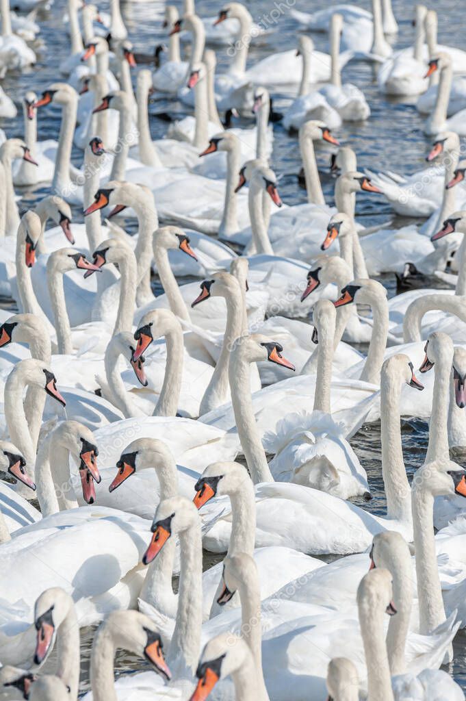 A huge flock of mute swans gather on lake. Creating a truly beautiful and amazing sight. Cygnus olor.